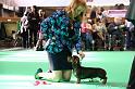 Crufts2011_2 925